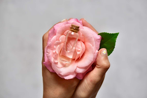 Homemade rose water in a vial placed on a rose flower being held in hands 